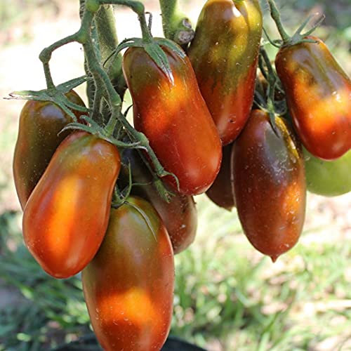 Purple Russian Bio-Tomatensamen für ca. 10 Pflanzen - süß und aromatisch, tolle Farbe