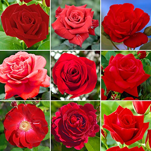 Remarquable Rosier Rouge en pot | Rosiers de jardin haut de gamme avec fleurs colorées en été