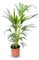 Tropictrees - Kentia Palme - 100/120cm - Howea Forsteriana - Zimmerpflanze - Luftreinigend - Immergrün - Blickfang - Zierpflanze - Pflegeleicht - Schneller Versand