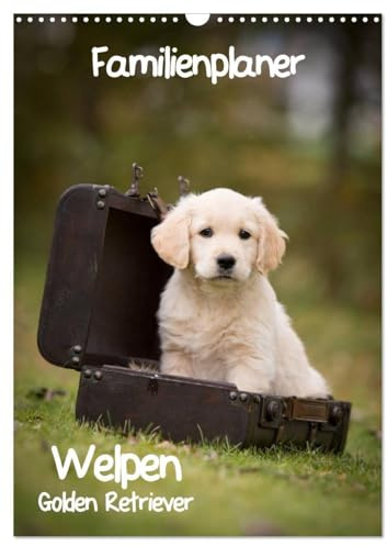 Familienplaner: Golden Retriever Welpen (Wandkalender 2026 DIN A3 hoch), CALVENDO Monatskalender: Dieser Familienplaner mit 5 Spalten wird Ihnen jeden ... Lächeln ins Gesicht zaubern. (CALVENDO Tiere)