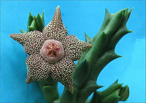 Orbea Cooperi ~ Incredibile Stapelia Succulente ~ 5 Semi MOLTO RARO limitata ~