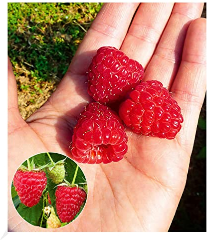 BALDUR Garten Himbeere Enrosadira® Endlosernte, 1 Pflanze, winterhart, mehrjährig, pflegeleicht, Rubus idaeus, Dauerernte, reiche Ernte an essbaren Früchten, Obst-Rarität