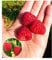 BALDUR Garten Himbeere Enrosadira® Endlosernte, 1 Pflanze, winterhart, mehrjährig, pflegeleicht, Rubus idaeus, Dauerernte, reiche Ernte an essbaren Früchten, Obst-Rarität