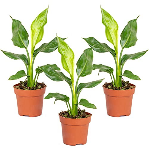 Bloomique - 3er Set - Strelitzia Reginae - Paradiesvogelpflanze - Paradiesvogelblume - Zimmerpflanzen - Luftreinigend - Pflegeleicht - Höhe 30-40 cm - Topf 12 cm