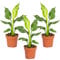Bloomique - Lot de 3 - Strelitzia Reginae - Oiseau de paradis - Plantes d’intérieur - Dépolluantes - Faciles à entretenir - Hauteur 30-40 cm - Pot 12 cm