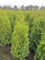 15 Thuja Brabant 180-200cm ohne Ballen gemessen frisch vom Feld Gartenhecke Heckenpflanzen Immergrüner Lebensbaum