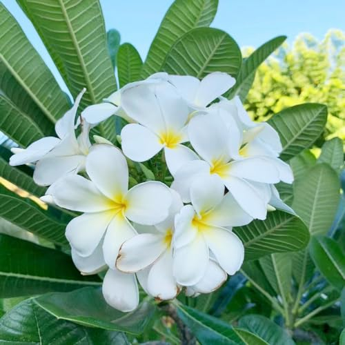 100 pcs frangipani pflanze samen zimmerpflanze wanddeko pflanzen Plumeria rubra, plants garten geschenke für frauen bonsai topf deko pflanze büropflanzen nachhaltige produkte