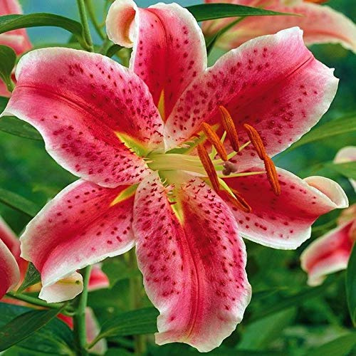 10 Zwiebeln Baumlilien LiliumBlackbeauty Lilien (rot weiß) winterhart Sommerblüher