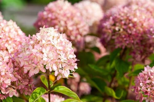 Schneeballhortensie 'Candybelle' im Topf Hydrangea arborescens winterhart
