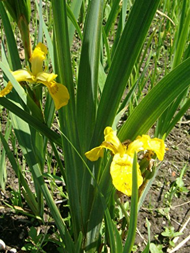 Mühlan - 10 gemischte Iris für die Bepflanzung der Sumpfzone und das Teichufer, Farbe am Gartenteich, winterhart