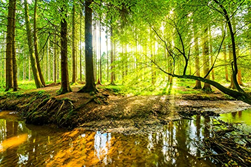 WALD Fototapete VLIES-500x280 cm (4617A)-Natur Landschaft Bäume Herbstwald Birken Baum Wandtapete-Inkl. Kleister-Vliestapete Bild Dekoration Wand-Dekor Moderne Motiv-Tapete Panorama Poster XXL