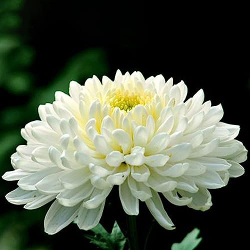 Generic Semillas de crisantemo, 100 piezas/bolsa Semillas de crisantemo Semillas de flores bonitas perennes blancas naturales sin OMG para patio Semillas de crisantemo