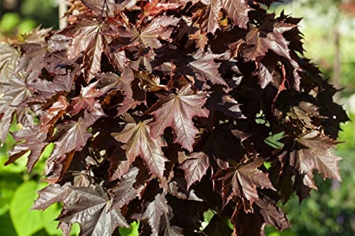 Spitzahorn 'Crimson King' 10-14 cm Topf Acer platanoides winterhart