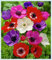 Winterhartes, Pflanzen Geschenk, Zwiebeln Blumen, Gartenpflanzen Winterhart Mehrjährig,Zwiebeln Mix,Lebende Pflanzen,Gartenblumen-5 Anemonen Zwiebeln