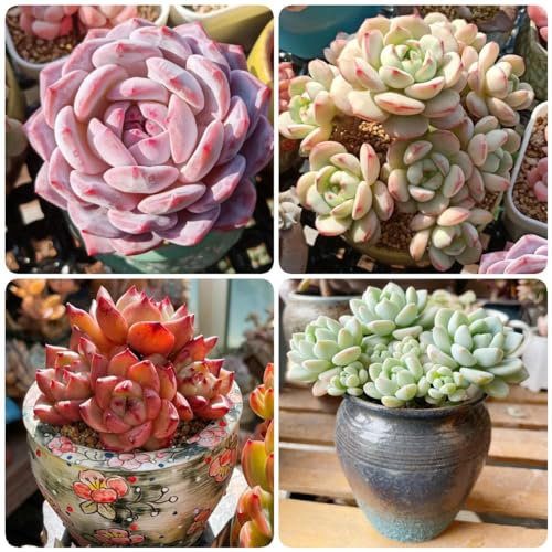 450 pcs fleischfressende pflanzen samen, hochbeett Sukkulenten succulent plants,sukkulente seed dachbegrünung winterharte stauden dekopflanzen wilder wein winterhart plant