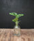 Lofe Jacq | Hydroponie | Monstera