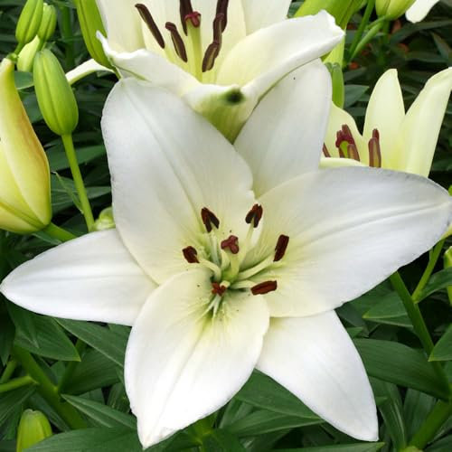 1 x Snowdon Lily – Pristine White Lily Blooms – Summer Flowering Bulbs – Perennials – Attracts Pollinators – for Your Beautiful Garden