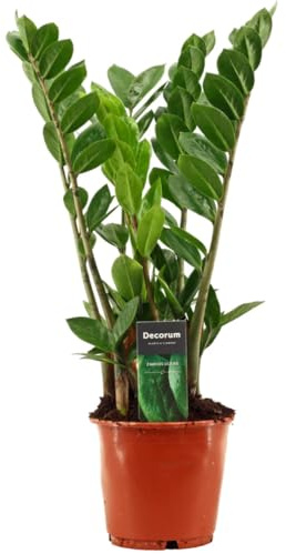I GIARDINI DI GIULIA - Zamioculcas Zamiifolia Ø14 H.45 | Pianta da Interno Resistente con Foglie Lucide | Decorazione Verde per Casa e Ufficio
