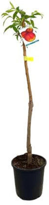 Árbol de Nectarina M25 | Frutal Exterior Altura 120-150cm | Cultivo Fácil y Frutos Deliciosos