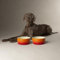 Scruffs Ombre 2pc Ceramic Dog Bowl Set - Orange 19cm