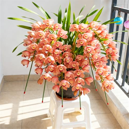 Orchidea Cymbidium profumata - Decorativa in vaso per interni ed esterni - facile da fiorire-3 PCS-H