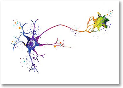 Gehirn Neuron Zellanatomie Kunstdrucke Gehirn Neurologie Medizinische Wissenschaft Poster Anatomische Biologie Dekor Leinwand Malerei Ungerahmt-30x40cm