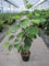 Magnolia acuminata Blue Opal - Königs-Magnolie - 60-80
