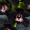 Cymbidium Orchid bulbi,Orchidea del cymbidium,Piante erbacee perenni,Ambiente paesaggistico,Decorazione del giardino,cymbidium pianta vera(non fiori artificiali,senza semi)-3 bulbi-D