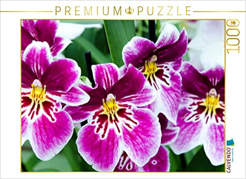 CALVENDO Puzzle Miltonia Orchideen 1000 Teile Puzzle quer | 1000 Teile Lege-Größe 64 x 48 cm Foto-Puzzle für glückliche Stunden