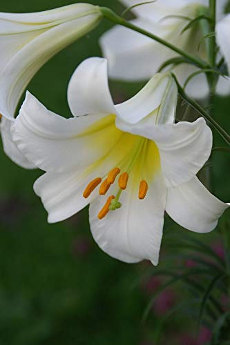 10 X Lilium Regale Album - Giglio Regale Album - Calibro Superiore (10)