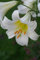 10 X Lilium Regale Album - Giglio Regale Album - Calibro Superiore (10)