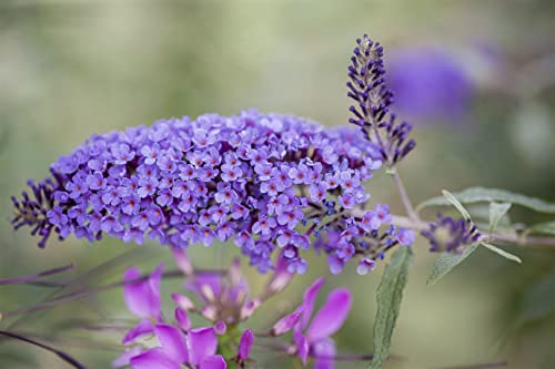 Buddleja davidii 'Ile de France' 80-100 cm - Schmetterlingsflieder, lila Blüten, Blütezeit Juli-September, Schmetterlingsmagnet, pflegeleicht und winterhart