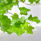 200 piezas semillas de hiedra resistentes, regalos sostenibles, cobertura del suelo Planta real de hiedra - Hedera helix - semillas de flores, semillas de plantas de interior flores