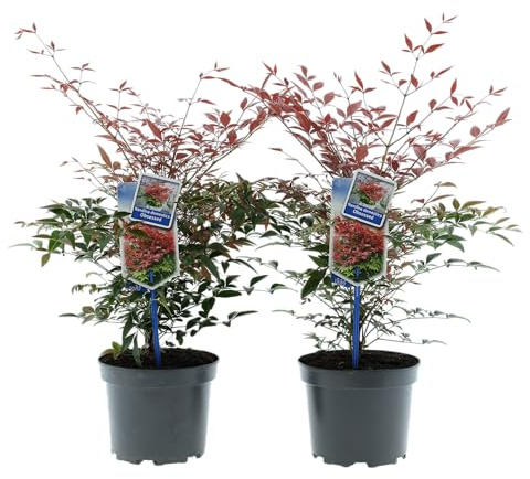Nandina domestica Obsessed ® Lot de 2 arbustes ornementaux vert hivernal de 30 à 35 cm dans un pot de 17 cm pour jardin, balcon et terrasse