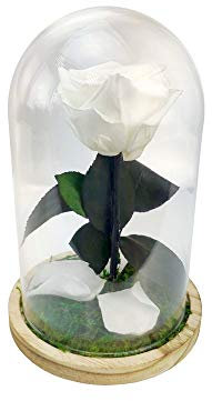Mundo Eterno Garden Center Shop Cúpula Estilo Bella y Bestia | Rosa Eterna Blanca 22x12 cm | Rosa Preservada Natural | Regalo Decorativo Duradero
