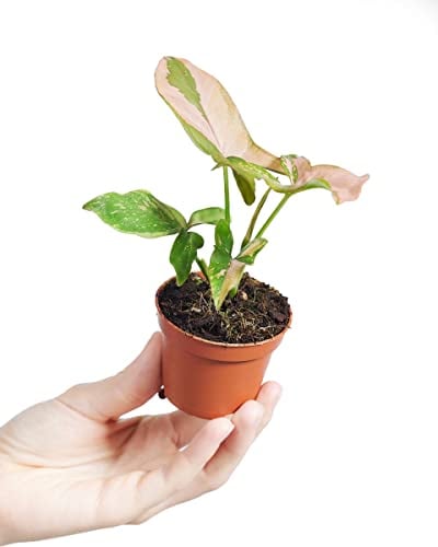 PLNTS - Baby Syngonium Syngonium Pink Splash - Zimmerpflanzen, Pflanzen Echt, Nachhaltige Verpackung - 6cm Topf - Höhe 15cm - Direkt von der Gärtnerei