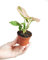 PLNTS - Baby Syngonium Syngonium Pink Splash - Zimmerpflanzen, Pflanzen Echt, Nachhaltige Verpackung - 6cm Topf - Höhe 15cm - Direkt von der Gärtnerei