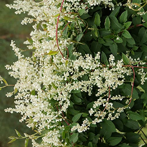 Knöterich Aubert's 1L Garten Pflanzen mit schönen Blüten - Die perfekte Dekoration für Ihr Grundstück - Für Anfänger und professionelle Gärtner - Eine schöne Blume Pflanze
