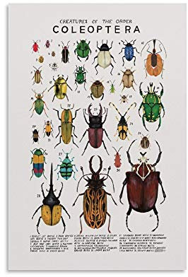 Insekten-Exemplare Poster Käfer Poster Dekorative Malerei Leinwand Wandposter und Kunstdruck Moderne Familie Schlafzimmer Dekor Poster 50 x 75 cm