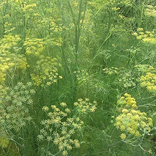 Luojuny Fenchelsamen, 100 Stück, Gemüsesamen, hohe Überlebensrate, dürreresistent, kältebeständig, einfache Keimung, Pflanzen-Fenchelsamen für den Garten Grün