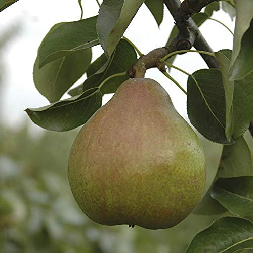 YouGarden Pear 'Doyenne du Comice' Patio Fruit Tree, Established Plant in 5L Pot, Ready to Plant 90-110cm Tall, for Patio Pots or Borders, Grow Your Own Pears