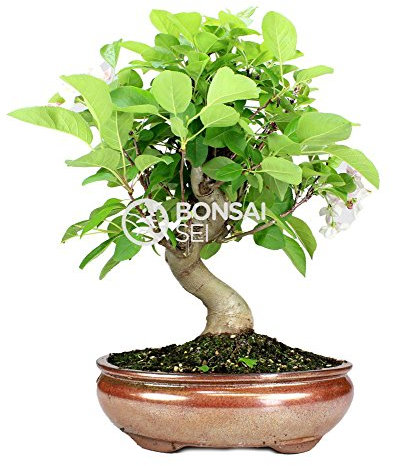 Bonsai - Manzano, 12 Años (Bonsai Sei - Malus)