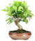 Bonsai - Manzano, 12 Años (Bonsai Sei - Malus)