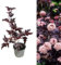Physocarpus 'Lady in Red' Fast Growing Shrub in a 9cm Pot