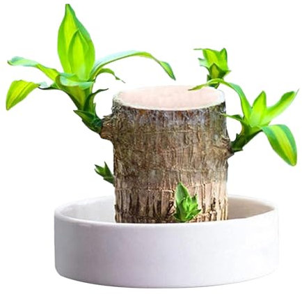 Generisch Brasilianisches Holz, Glücksholz aus Brasilien, Pflanze aus brasilianischem Holz, Pflanze aus Glücksholz, hydroponischer Topfpflanzenstumpf. Kleine Minipflanze, Pflanze aus Glücksholz