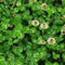 500 pcs Kleeblatt samen, bodendecker winterhart mehrjährig kleesamen, robuste balkonpflanzen winterhart gartenpflanzen winterhart mehrjährig blumenwiese samen mehrjährig pflanztöpfe