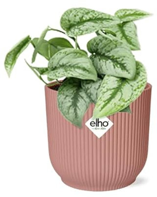 Efeutute - Scindapsus Pictus 'Trebie' - Zimmerpflanze + Topf Vibes Fold 14cm Rosa