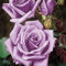acquaverde | Rosa Eminence in Zolla 40 cm, Pianta Perenne a Radice Nuda per Giardino e Vaso, Rose Viola Resistenti, Profumate e Facili da Coltivare