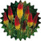 Graines de lis de torche / 30 pièces/Kniphofia uvaria/fleurs de roquette/vivaces/bougies à fleurs voyantes