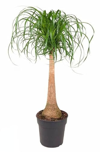 Beaucarnea recurvata - Elefantenfuß Zimmerpflanze 120 cm
